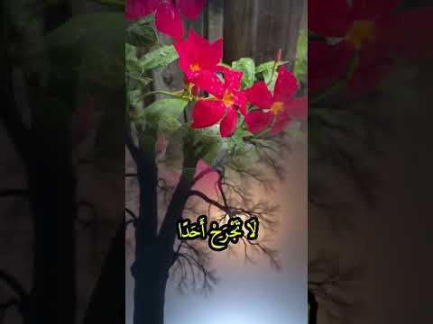 Shortvideo قال رسول الله ص عليكم بالصدق فأنه باب من أبواب الجنة اكسبلور طابت أوقاتكم بكل خير
