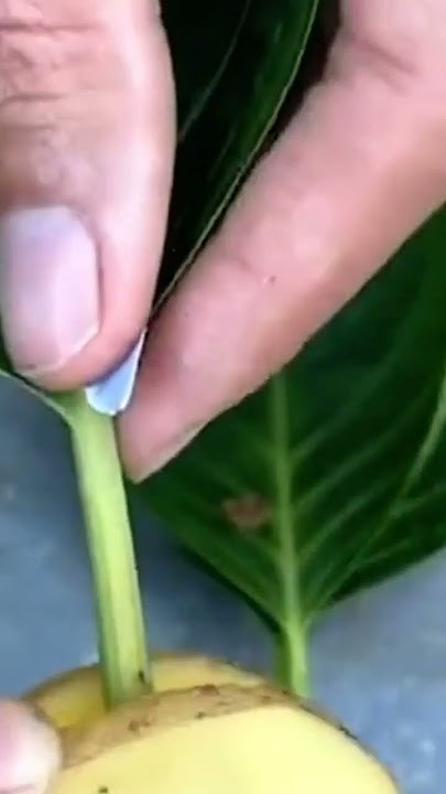 Memperbanyak bunga Pancawarna lewat daun