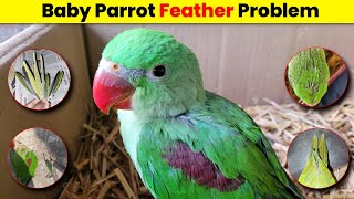 Baby Parrot के पंख क्यों झड़ रहे है / Baby Parrot Feather Problem  Solution & Medicine in Hindi !!