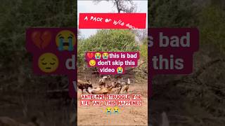 antelope skin reaped off by wild dogs 😭💔 so bad 😞😔#animals #wildlife #antelopes #subscribe #short