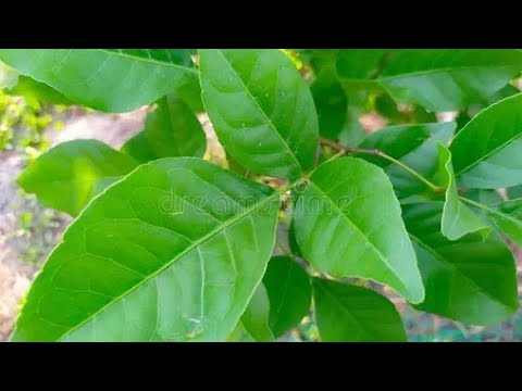 bell patra ka podha ghar par kese ugay ##how to grow wood bael plant at ...