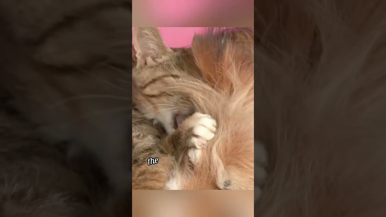 Dog take care of cat with disabled legs 