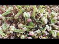 How To Grow Microgreens Without Soil At Home | Microgreen Recipe