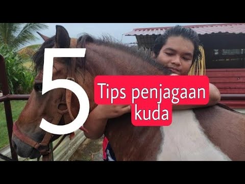 Video: Berapa lama kuda hidup? Penjagaan dan penyelenggaraan