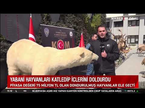 Hayvanları Katlettiler Üstüne sergilediker Şok Görüntü