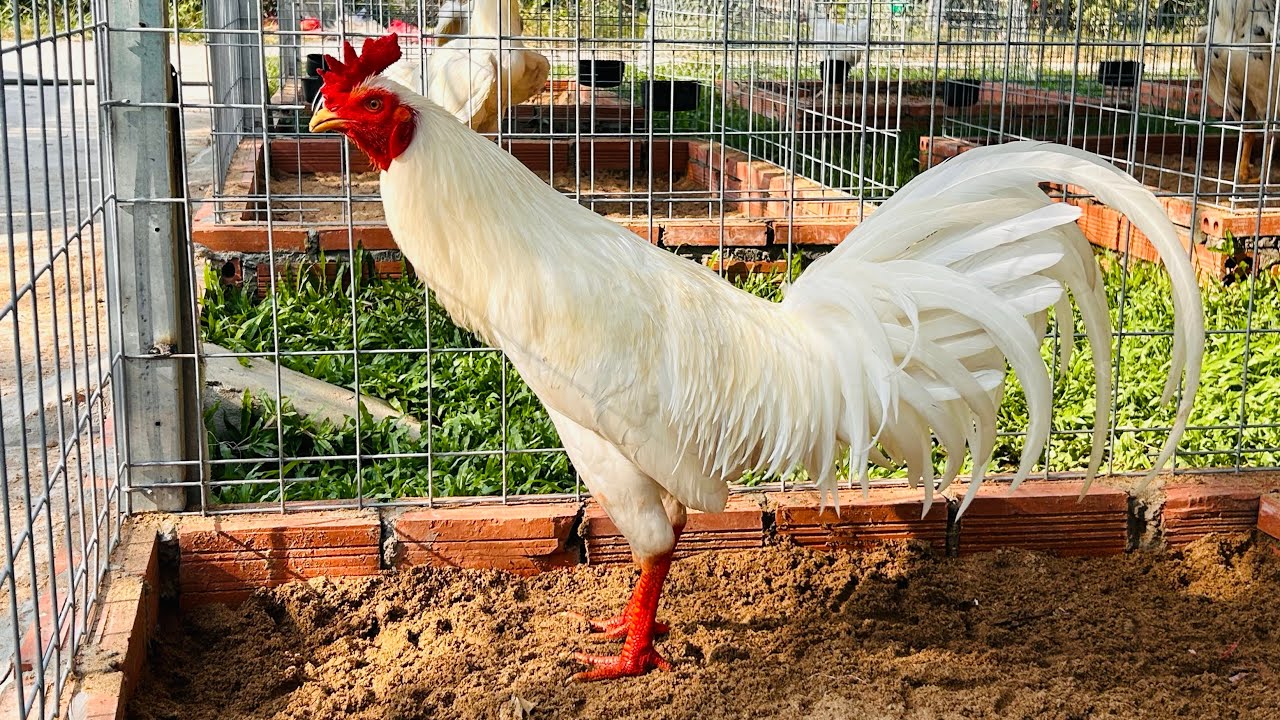 1/2 Chia Sẽ Đam Mê Ae. 0961.496.696