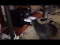 Fax machine scares cat