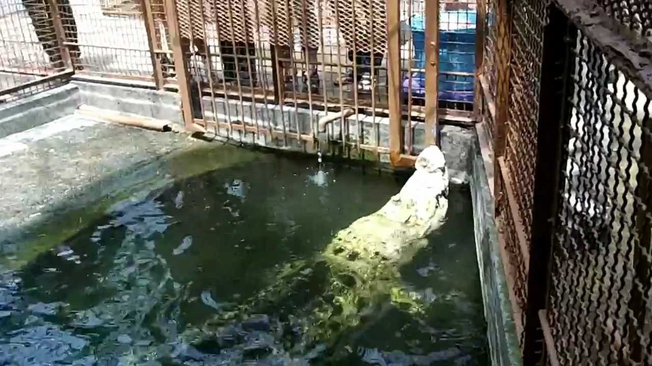 ワニのエサやり 【熱川バナナワニ園】 YouTube ワニのエサやり 【熱川バナナワニ園】 YouTube