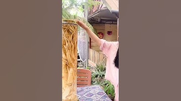 Đinh lăng- nhân sâm của người nghèo