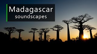 Calm Morning In Madagascar - Nature, Wildlife And Human Sounds