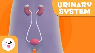 The Urinary System - The Human Body for kids