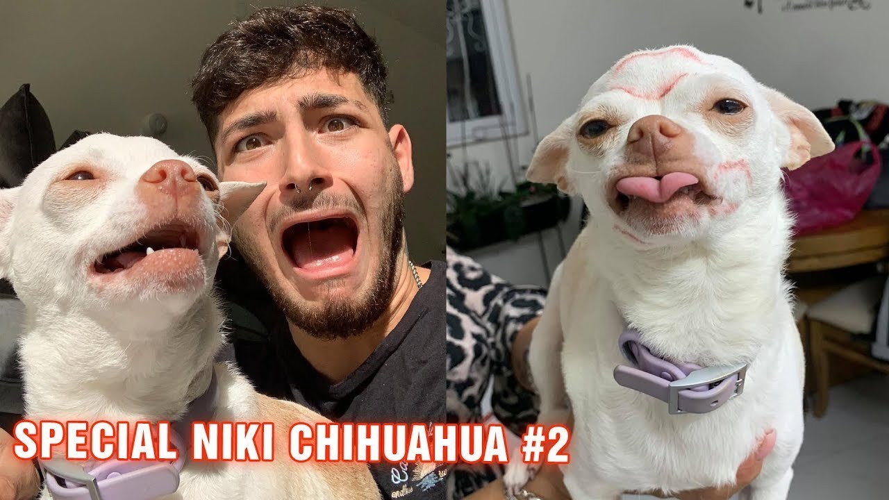 Niki angry Chihuahua ? #dogs #cats #chihuahuas #pets #dogs ‎@Chihuahua TV   ‎@mreviatar 