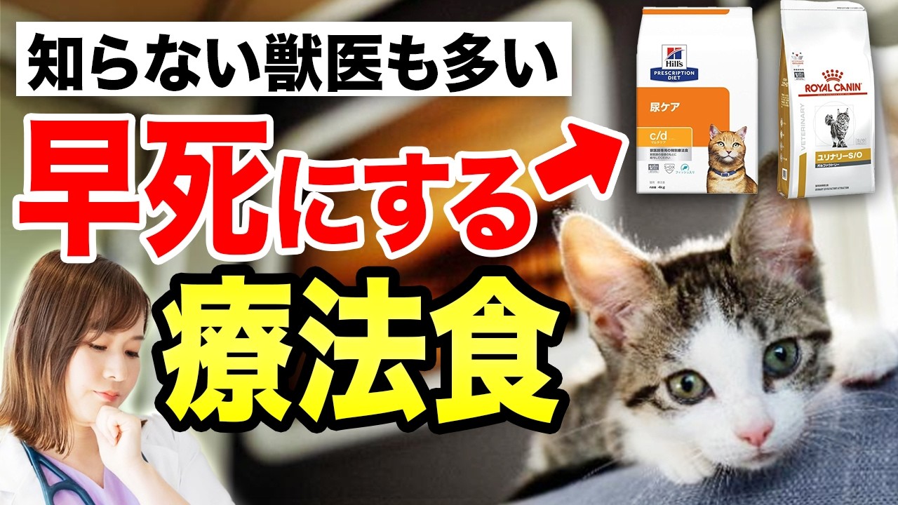 【注意喚起】その療法食、実は逆効果？！猫の腎臓病・尿石対策の本当の選び方を獣医師が解説