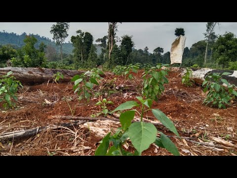 Video: Mengobati Tanaman Lada Yang Bercak: Penyebab Bintik Hitam Pada Paprika