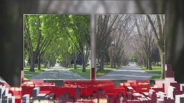 How to save an ash tree from the emerald ash borer