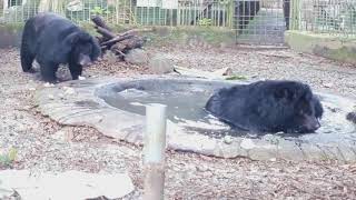 Moon bears rescued from 18 years of hell in a bile farm on the road to recovery