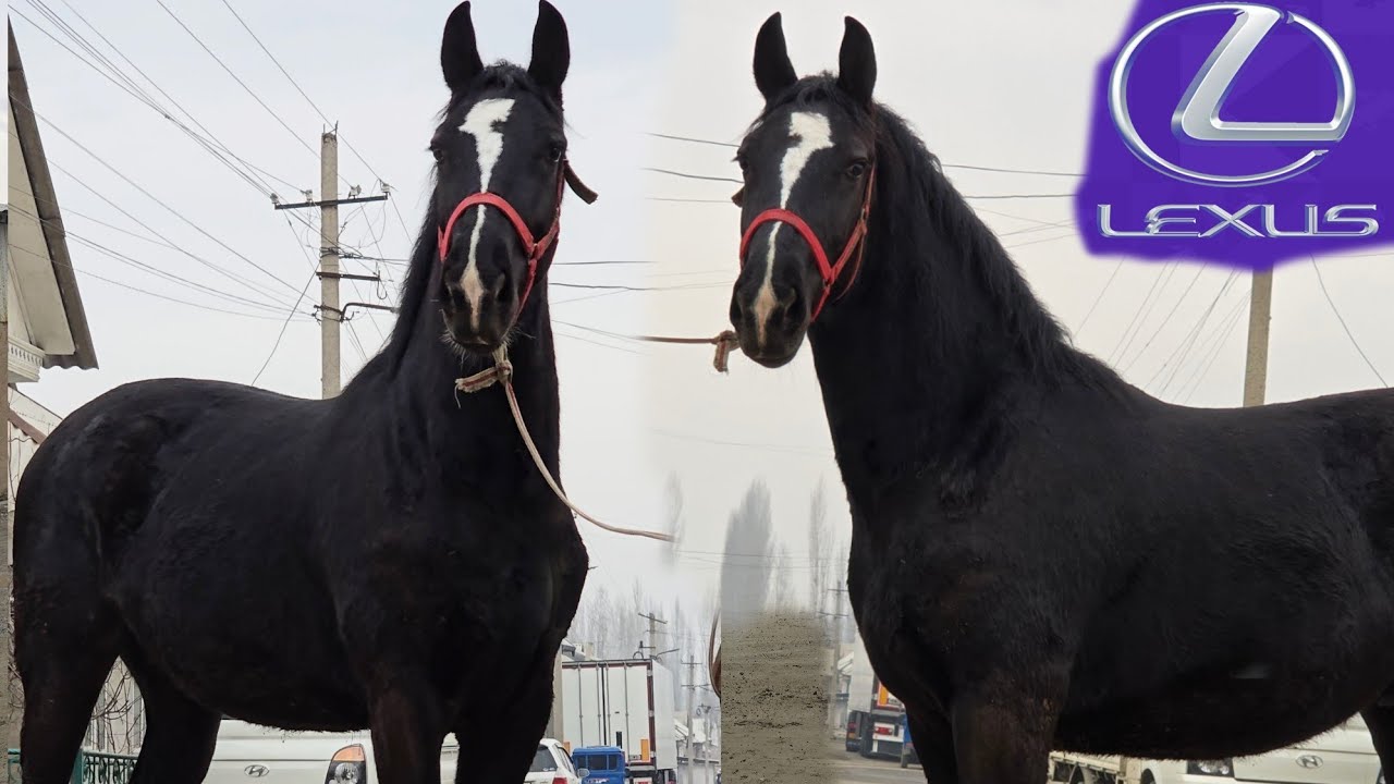 💥 LEXUS  💥  ХАДИСКЕ  Дал Келген  СЛАСКА  Ноокат Центрде 