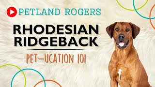 Everything you need to know about Rhodesian Ridgeback puppies!