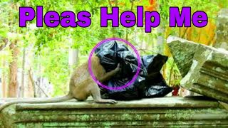 Poor Pity Monkey  Stuck Body to Bag plastic  Ask Some One To Help Cry Cry Loudly .