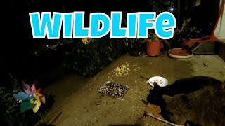 Live Wildlife And Feral Cat Cam Saturday!