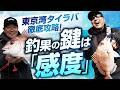 【タイラバ】東京湾徹底解説! 釣果の鍵は「感度」なぶらフィッシング船長岡元&レジットデザインCEO飯高が解説! 船長・プロが解説。タックル選びから実釣のコツまで