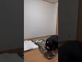 【69日目】100日後にかっこいい部屋をつくる #一人暮らし #賃貸 #ベッド#ルームツアー