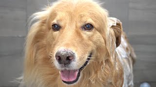 How to deskunk your dog | Golden Retriever & a puppy