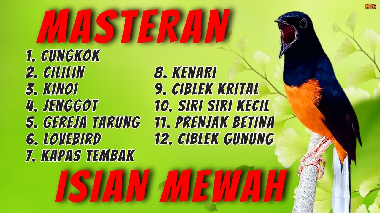 🔴 DONGKRAK EMOSI NAIK || MASTERAN MEWAH MURAI BATU GACOR