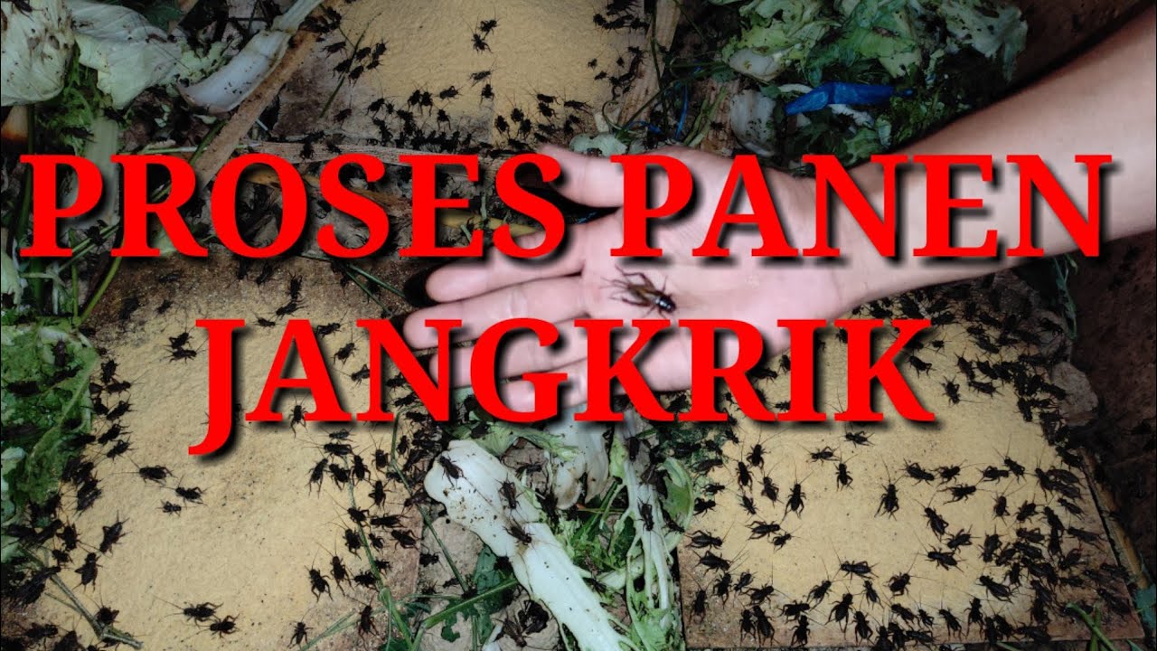 PROSES PANEN JANGKRIK (PART 2) 