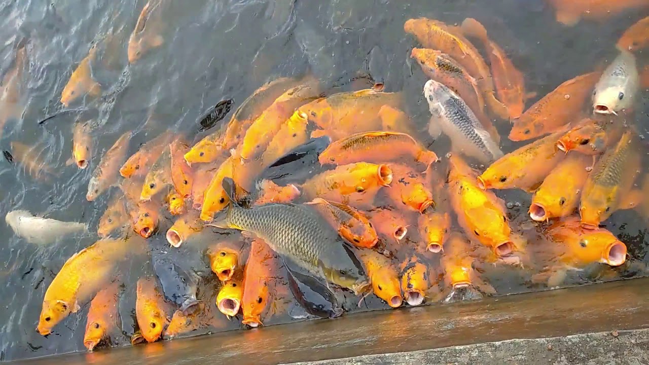 ikan-ikan lucu - YouTube