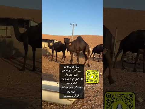 بعير مجهم مسبل للمسلمين لتواصل 0554388769