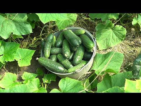 КАК МАКСИМАЛЬНО ДОЛГО