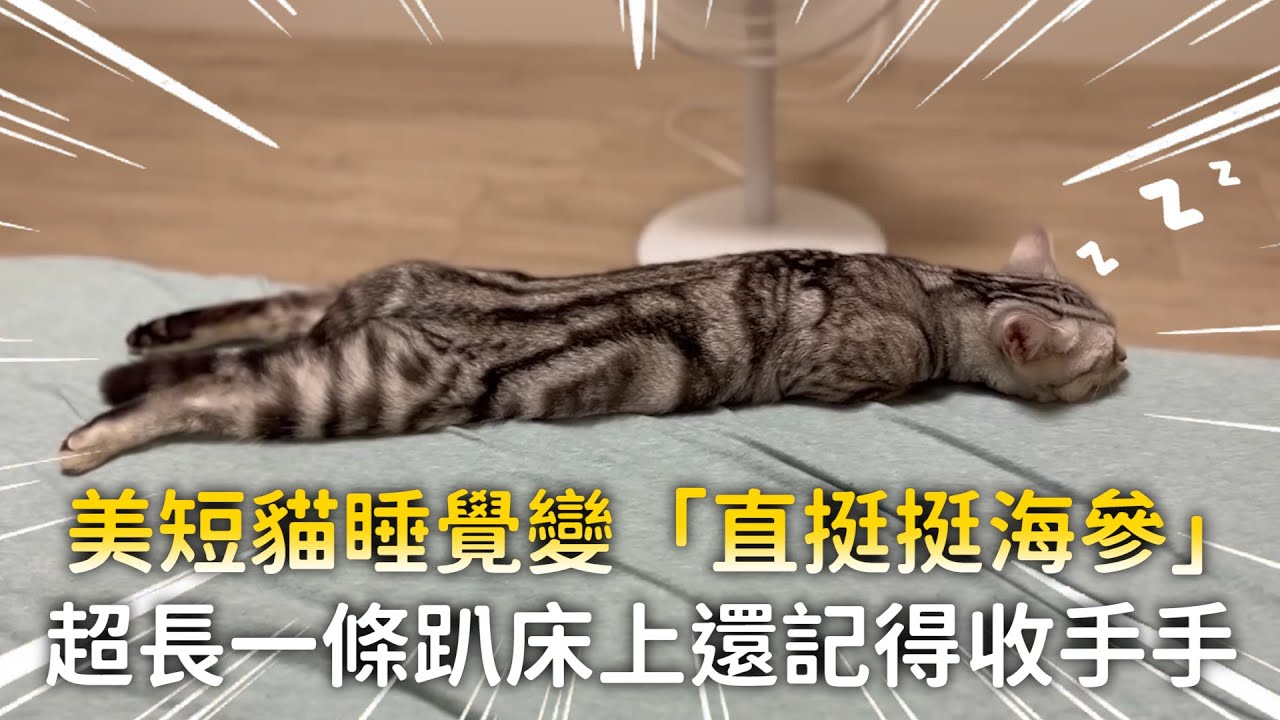 美短貓睡覺變「直挺挺海參」　超長一條趴床上還記得收手手