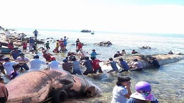 Tới chuyện nữa rồi Phan Thiết sáng nay Cá ông khủng nặng hàng chục tấn trôi vào bờ dân tình xôn xao 