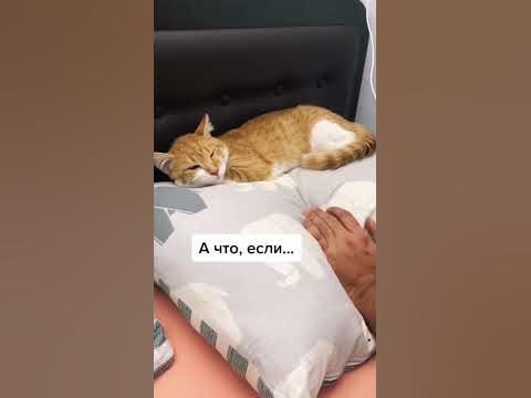 Котик бежит занять хозяйскую подушку 🤣 - YouTube