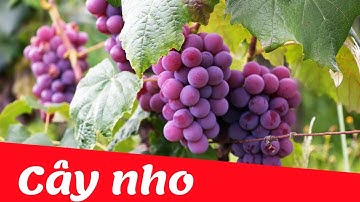 Dạy bé nhận biết cây nho | cây ăn quả tiếng việt |  Dạy trẻ thông minh sớm
