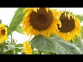 Perfect Giddimani & I Grade Dub - Give Me My Flowers Dub Video ["Ah Mi Yard" Album ] Zion I Kings.