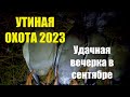 Утиная охота 2023. Удачная вечерка в сентябре