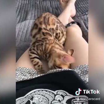 Gato huele la parte intima de su dueña!