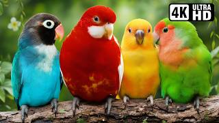 Most Beautiful Small Parrots 4K 🌿 Earth’s Most Beautiful Small Birds in Stunning Detail 🌿 Relaxation screenshot 5