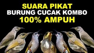 MASTERAN PANCINGAN PIKAT SUARA BURUNG CUCAK KOMBO