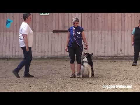 Qualification - Julia Bukovinská + Apogee Free Redrob Fenix/Border Collie - Czech Republic