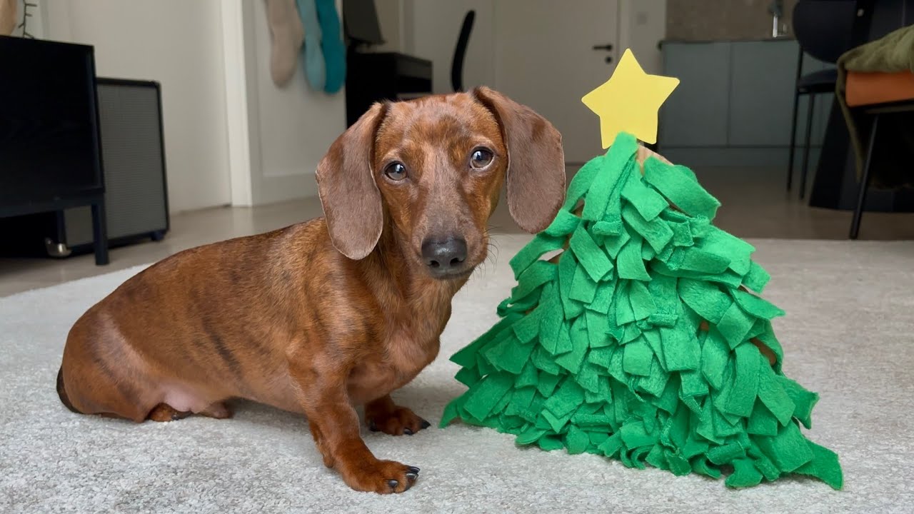 Mini dachshund gets crafty for his Christmas advent challenge! - YouTube