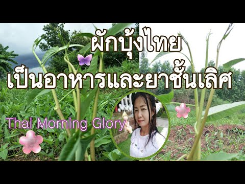 ผักบุ้งไทยThai Morning Glory/or-chan
