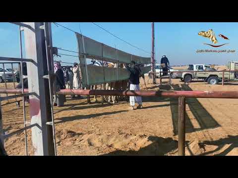 فوز الرهيفه لمالكها سليمان عطاالله العطوي شوط المبتدئات الاول ميدان محافظة طبرجل 1442 5 4