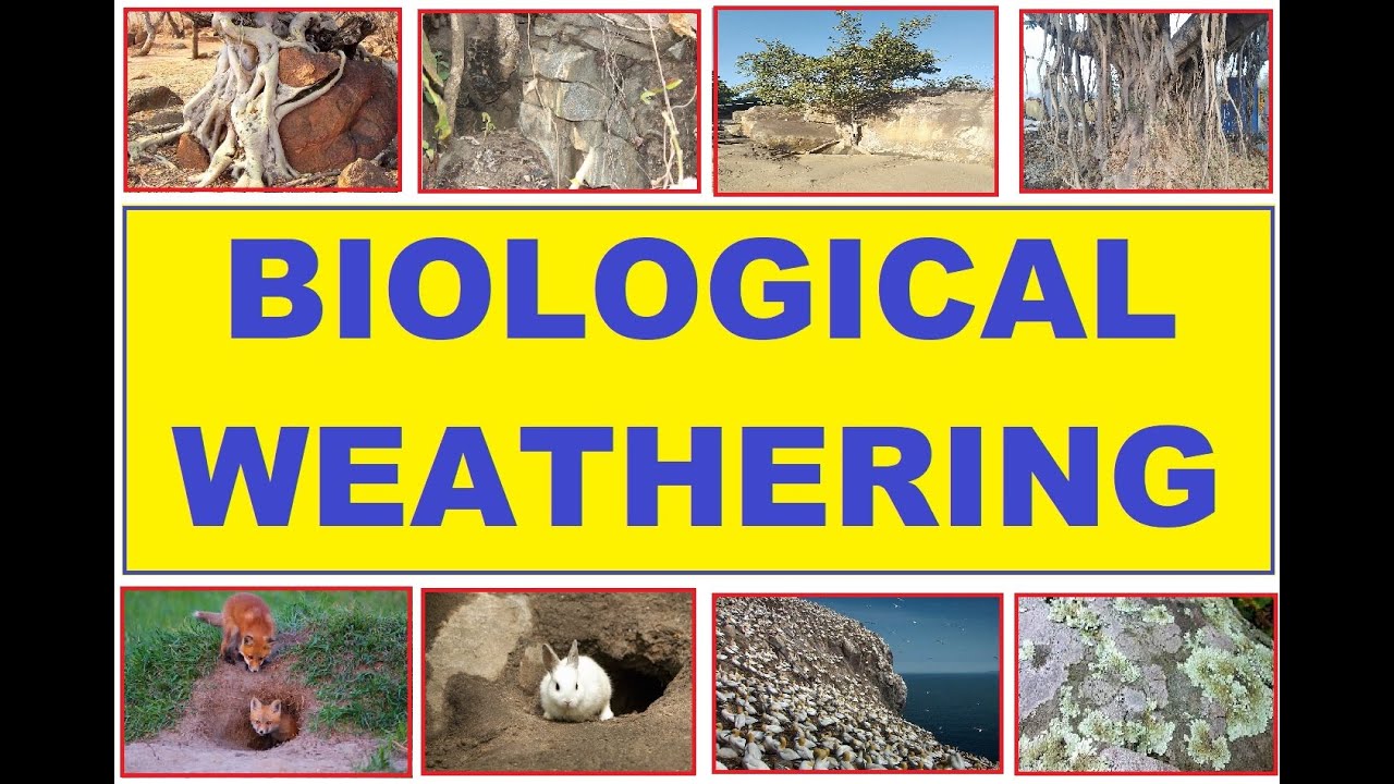 Biological Weathering I Weathering Types I Weathering By Living Organisms Ii The Geographia