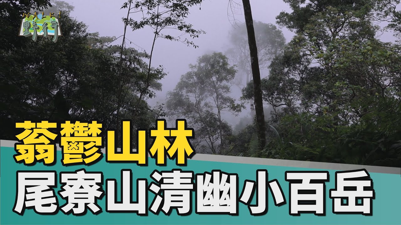 Walk!野行｜高雄尾寮山 蓊鬱山林清幽小百岳