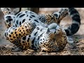 Lazy teenage leopard journey to become a real hunter  nat geo wild leopard documentary 2020