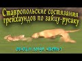 Ставропольские состязания грейхаундов 02-04.11.2019г. Охота на зайца. the hunting of the hare.