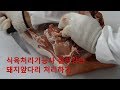 식육처리기능사 실기시험 실습 돈처리 앞다리 김재문 교수 강의